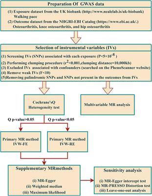 Causal effects of walking pace on osteoarthritis: a two-sample mendelian randomization study